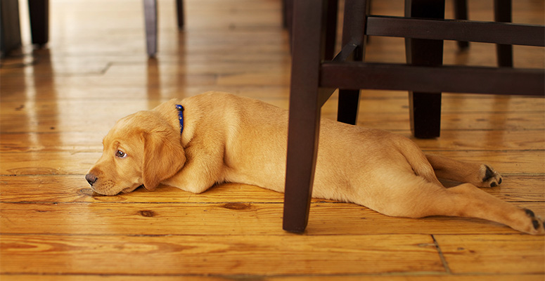 how to prevent dog scratches on hardwood floors