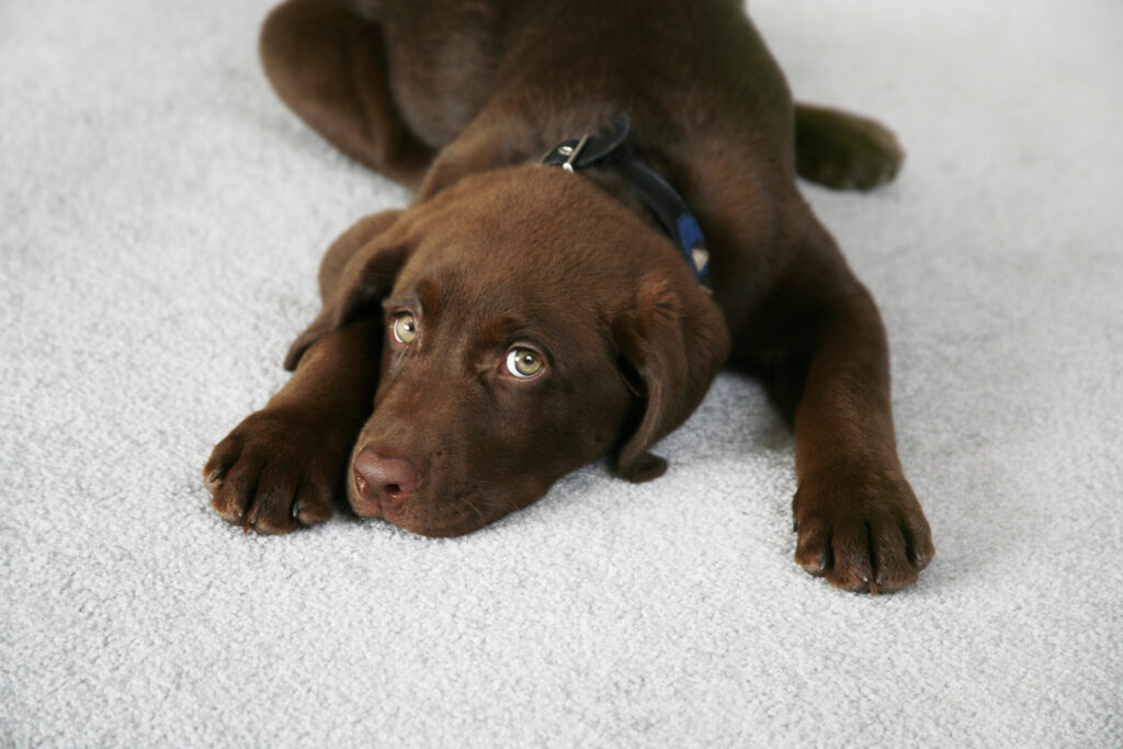 dog on pet friendly carpet