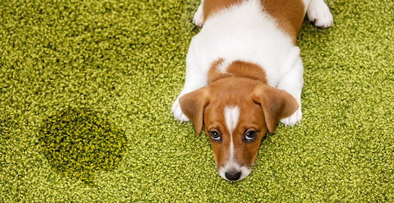 carpet delaminaton warranty