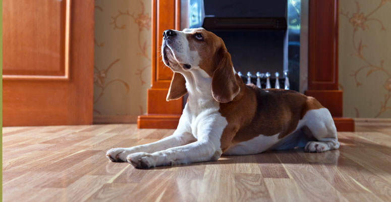 dog proof laminate