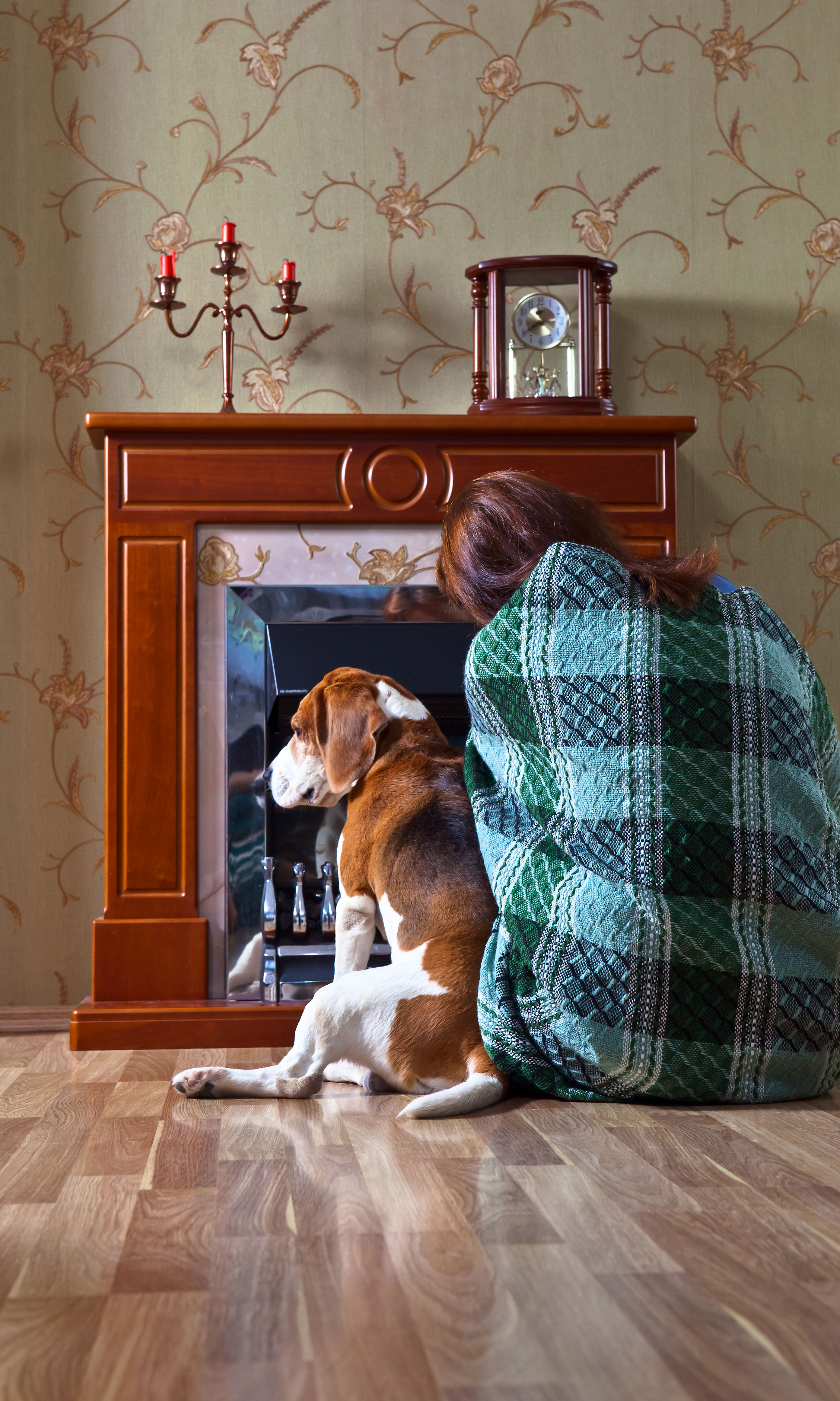 dogs on laminate flooring