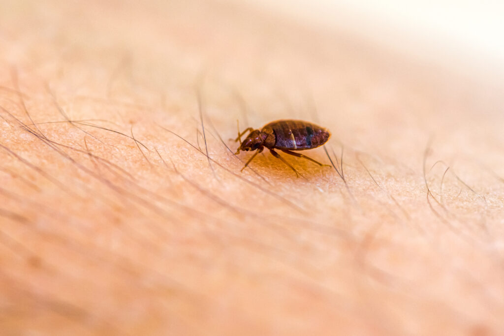 bed bug up close on arm