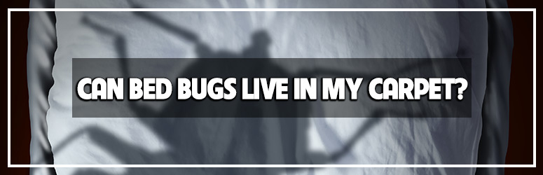 how to get rid of bed bugs
