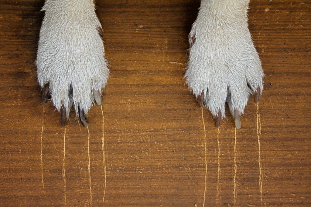 scratchproof flooring