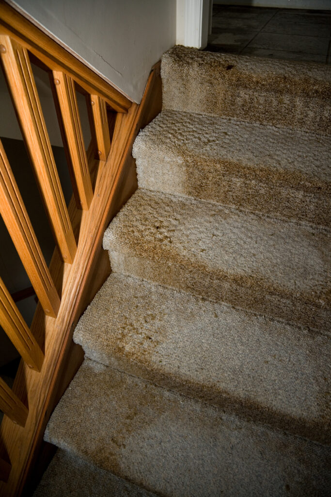 carpet replacement