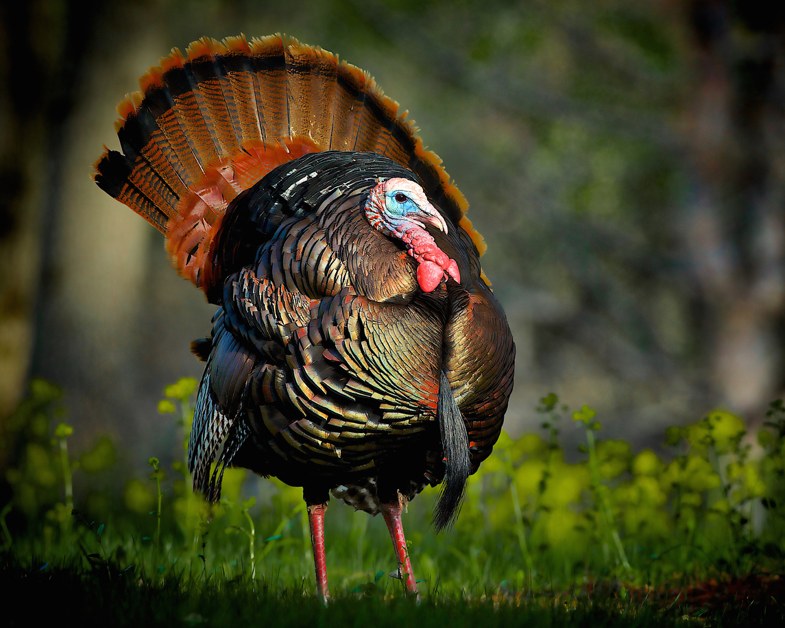 6 Fun Facts About Thanksgiving: A Feast of Traditions and Trivia