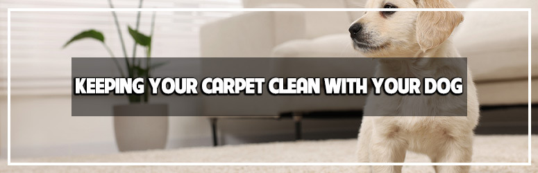 how to keep carpet clean with dogs